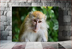 Πίνακας, Close-up of a Monkey Κοντινό πλάνο ενός πιθήκου