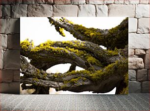 Πίνακας, Close-up of a Mossy Tree Κοντινό πλάνο ενός ποώδη δέντρου