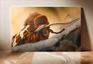 Πίνακας, Close-up of a Moth Κοντινό πλάνο ενός σκώρου