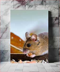 Πίνακας, Close-Up of a Mouse Eating Κοντινό πλάνο ενός ποντικιού που τρώει