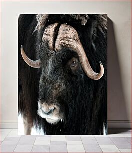 Πίνακας, Close-Up of a Musk Ox Κοντινό πλάνο ενός βοδιού μόσχου