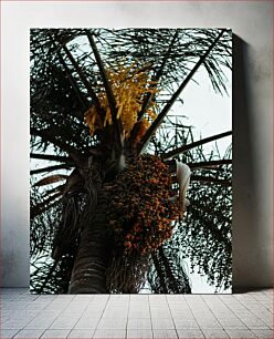 Πίνακας, Close-up of a Palm Tree Κοντινό πλάνο ενός φοίνικα