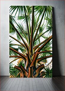 Πίνακας, Close-up of a Palm Tree Κοντινό πλάνο ενός φοίνικα