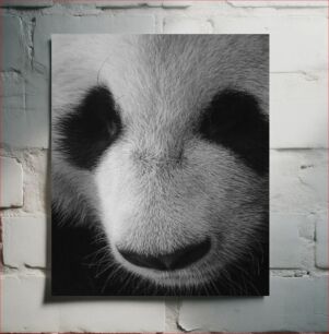 Πίνακας, Close-up of a Panda Κοντινό πλάνο ενός Panda