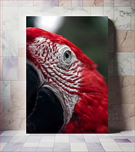 Πίνακας, Close-Up of a Parrot Κοντινό πλάνο ενός παπαγάλου