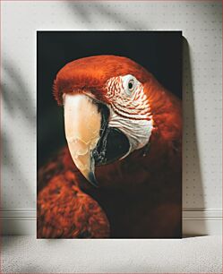 Πίνακας, Close-up of a Parrot Κοντινό πλάνο ενός παπαγάλου