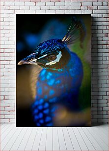 Πίνακας, Close-up of a Peacock Κοντινό πλάνο ενός παγωνιού