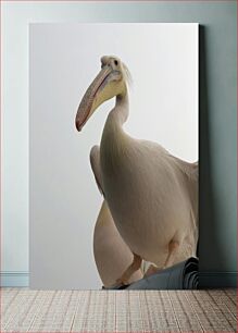 Πίνακας, Close-up of a Pelican Κοντινό πλάνο ενός πελεκάνου