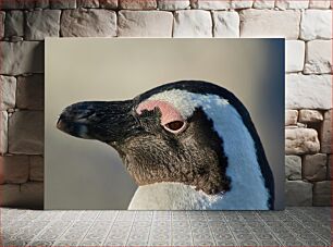 Πίνακας, Close-up of a Penguin Κοντινό πλάνο ενός πιγκουίνου