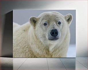 Πίνακας, Close-up of a Polar Bear Κοντινό πλάνο μιας πολικής αρκούδας