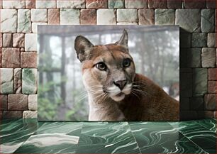 Πίνακας, Close-up of a Puma Κοντινό πλάνο μιας Puma