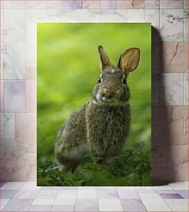 Πίνακας, Close-up of a Rabbit in Nature Κοντινό πλάνο ενός κουνελιού στη φύση