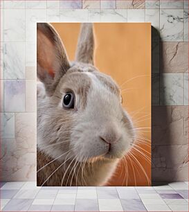 Πίνακας, Close-up of a Rabbit Κοντινό πλάνο ενός κουνελιού