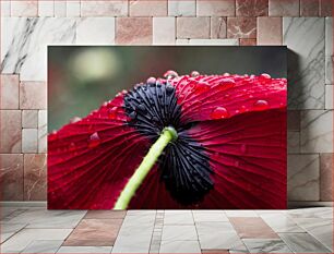 Πίνακας, Close-up of a Red Flower with Water Droplets Κοντινό πλάνο ενός κόκκινου λουλουδιού με σταγονίδια νερού