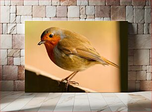 Πίνακας, Close-Up of a Robin Κοντινό πλάνο ενός Robin