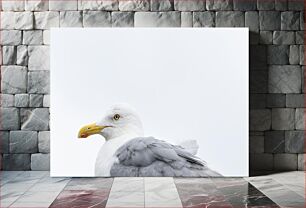 Πίνακας, Close-up of a Seagull Κοντινό πλάνο ενός γλάρου