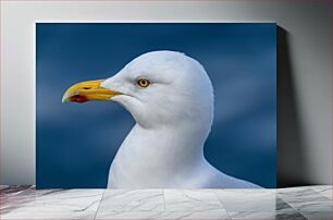 Πίνακας, Close-up of a Seagull Κοντινό πλάνο ενός γλάρου