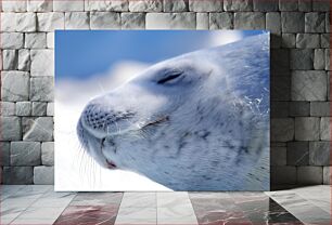 Πίνακας, Close-Up of a Seal Κοντινό πλάνο μιας φώκιας