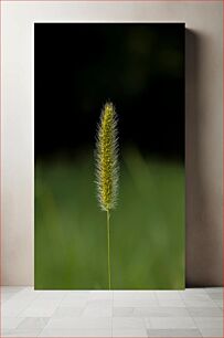 Πίνακας, Close-up of a Single Plant Κοντινό πλάνο ενός μεμονωμένου φυτού