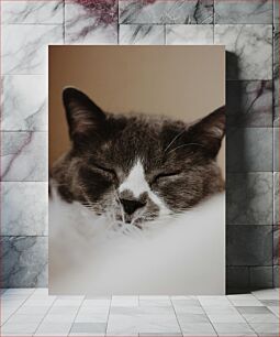 Πίνακας, Close-up of a Sleeping Cat Κοντινό πλάνο μιας γάτας που κοιμάται