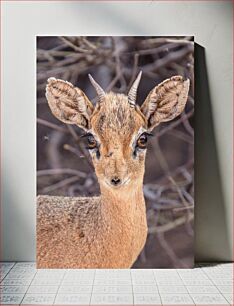 Πίνακας, Close-Up of a Small Antelope Κοντινό πλάνο μιας μικρής αντιλόπης