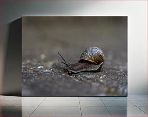 Πίνακας, Close-Up of a Snail Κοντινό πλάνο ενός σαλιγκαριού