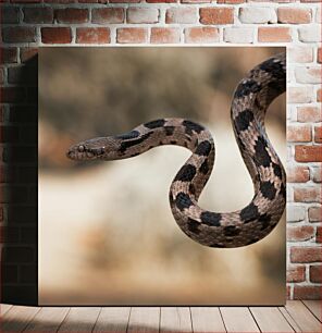 Πίνακας, Close-Up of a Snake Κοντινό πλάνο ενός φιδιού