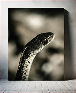 Πίνακας, Close-up of a Snake Κοντινό πλάνο ενός φιδιού