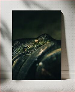 Πίνακας, Close-up of a Snake Κοντινό πλάνο ενός φιδιού