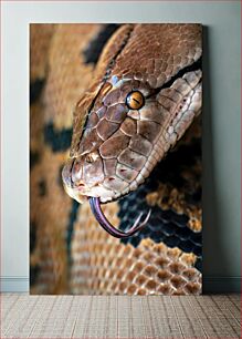 Πίνακας, Close-up of a Snake Κοντινό πλάνο ενός φιδιού