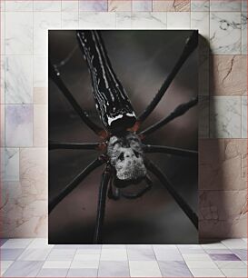 Πίνακας, Close-Up of a Spider Κοντινό πλάνο μιας αράχνης