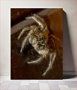 Πίνακας, Close-up of a Spider Κοντινό πλάνο μιας αράχνης