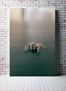 Πίνακας, Close-up of a Spider Κοντινό πλάνο μιας αράχνης