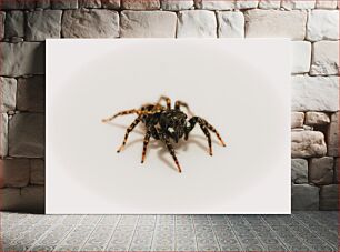 Πίνακας, Close-up of a Spider Κοντινό πλάνο μιας αράχνης