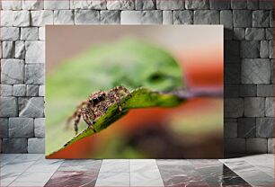 Πίνακας, Close-up of a Spider on a Leaf Κοντινό πλάνο μιας αράχνης σε ένα φύλλο