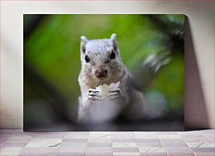 Πίνακας, Close-up of a Squirrel Eating Κοντινό πλάνο ενός σκίουρου που τρώει