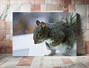 Πίνακας, Close-up of a Squirrel Κοντινό πλάνο ενός σκίουρου