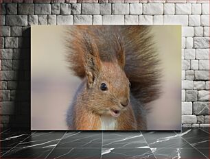 Πίνακας, Close-Up of a Squirrel Κοντινό πλάνο ενός σκίουρου