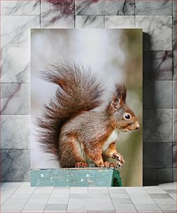 Πίνακας, Close-up of a Squirrel Κοντινό πλάνο ενός σκίουρου