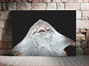 Πίνακας, Close-up of a Stingray Underbelly Κοντινό πλάνο ενός Stingray Underbelly