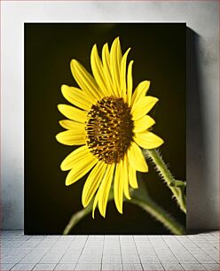 Πίνακας, Close-up of a Sunflower Κοντινό πλάνο ενός ηλίανθου