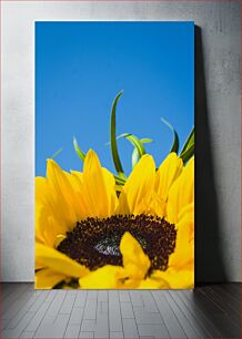 Πίνακας, Close-up of a Sunflower Κοντινό πλάνο ενός ηλίανθου