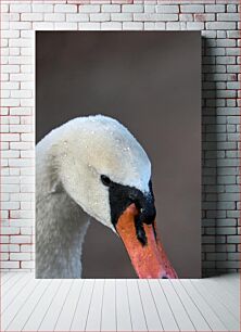 Πίνακας, Close-Up of a Swan Κοντινό πλάνο ενός Κύκνου