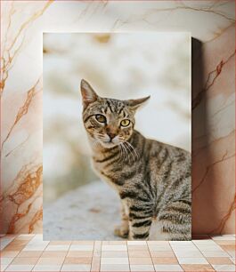 Πίνακας, Close-up of a Tabby Cat Κοντινό πλάνο μιας τιγρέ γάτας