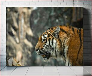 Πίνακας, Close-up of a Tiger Κοντινό πλάνο μιας τίγρης