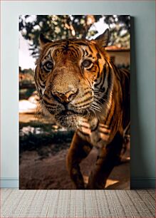 Πίνακας, Close-up of a Tiger Κοντινό πλάνο μιας τίγρης