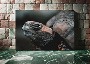 Πίνακας, Close-up of a Tortoise Κοντινό πλάνο μιας χελώνας