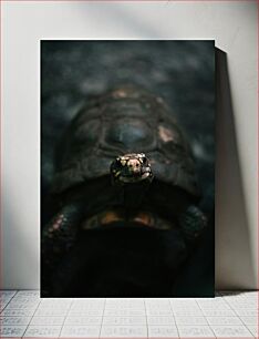 Πίνακας, Close-up of a Tortoise Κοντινό πλάνο μιας χελώνας