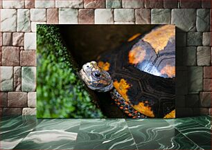 Πίνακας, Close-up of a Turtle Κοντινό πλάνο μιας χελώνας