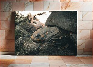 Πίνακας, Close-up of a Turtle Κοντινό πλάνο μιας χελώνας